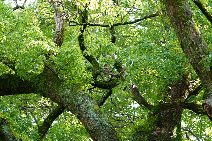 ⭕️テレコン付 最安 100-400mm DG OS HSM【EF】⭕️ ニュース NEWS